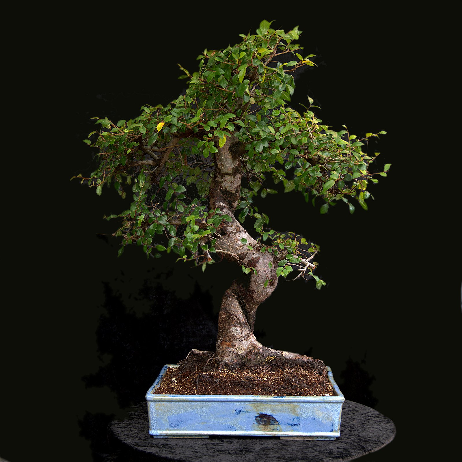 Kinesisk elm, Ulmus parviflora