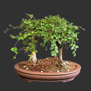 Kinesisk elm, Ulmus parviflora