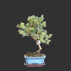 Kinesisk stentaks, Podocarpus