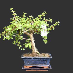 Elefantbusk, Portulacaria Afra