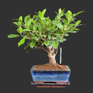 Tigerbark figen, Ficus retusa