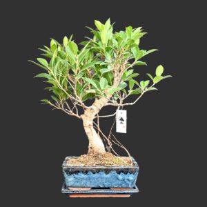 Tigerbark figen, Ficus retusa