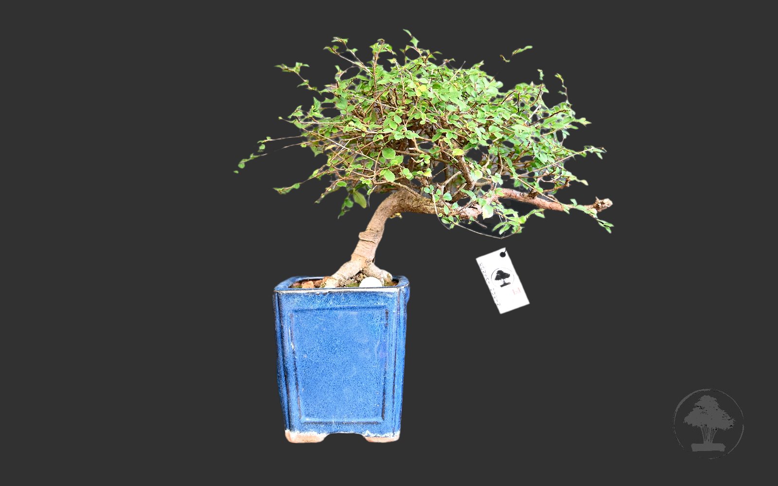 Kinesisk elm, Ulmus parviflora - Billede 2