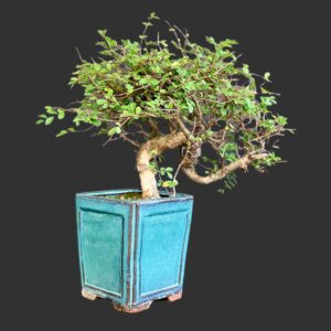 Kinesisk elm, Ulmus parviflora