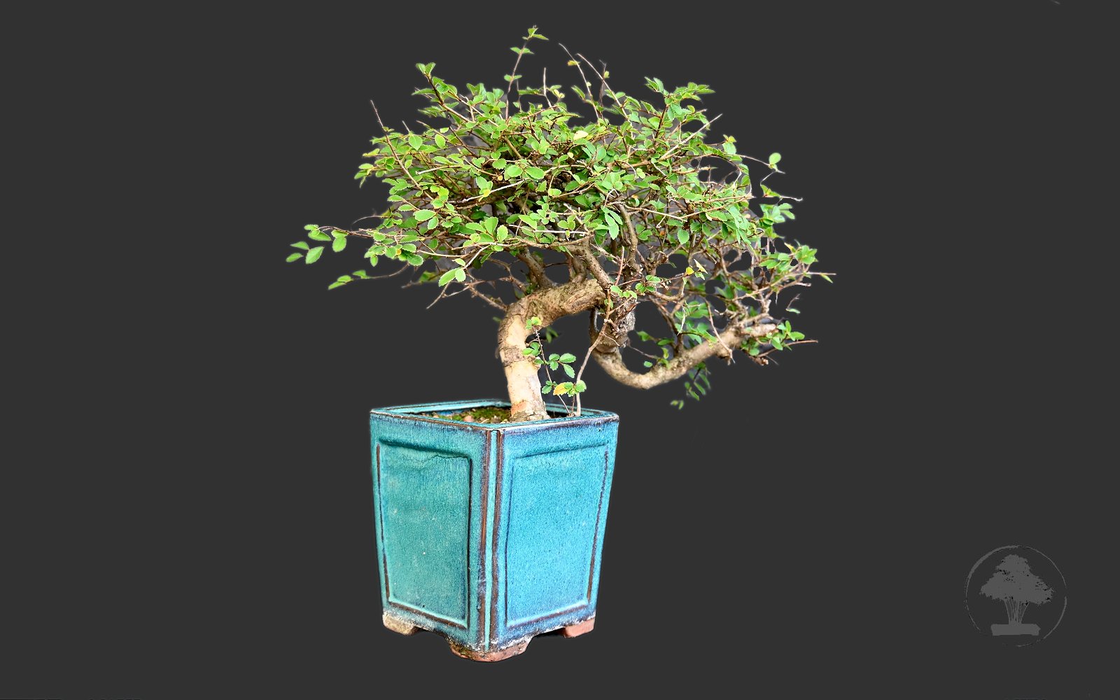 Kinesisk elm, Ulmus parviflora