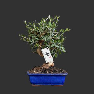 Middelhavs oliven, Olea europaea sylvestris (småbladet)