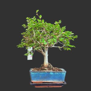 Kinesisk elm, Ulmus parviflora