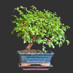 Kinesisk blomme, Sageretia theezans