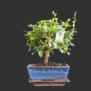 Filippinsk te, Carmona retusa