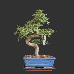 Kinesisk elm, Ulmus parviflora