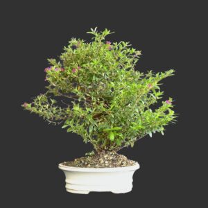 Japansk myrte, Cuphea