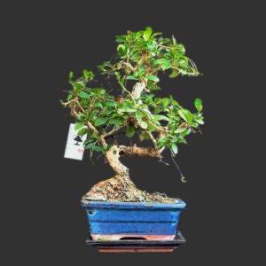 Filippinsk te, Carmona retusa