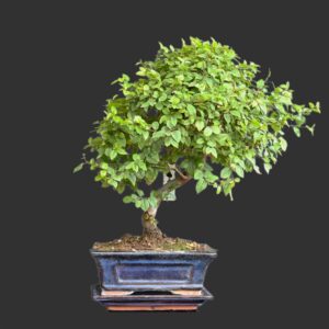 Kinesisk blomme, Sageretia theezans