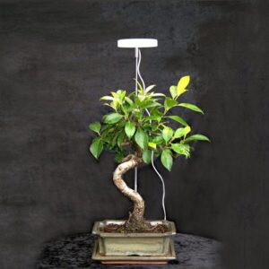 Bonsai Grolampe hvid