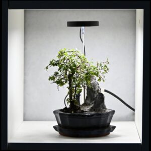 Bonsai Grolampe sort