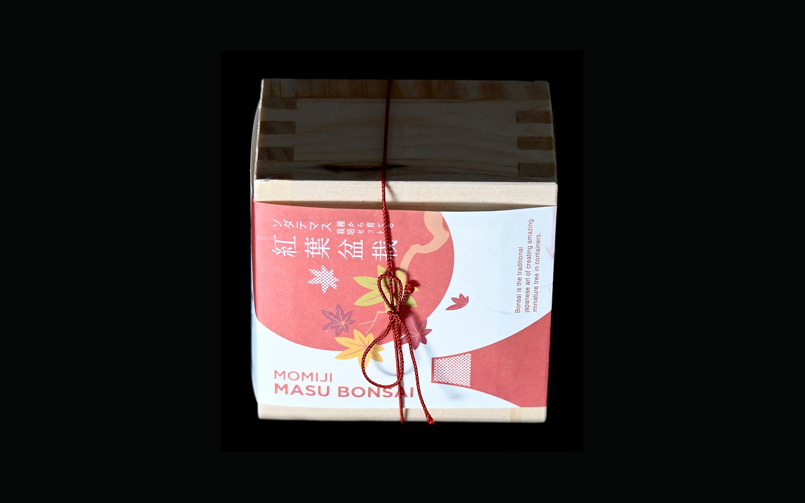 Japansk ahorn startkit - dyrk fra frø m potte