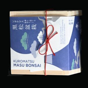 Japansk sortfyr startkit - dyrk fra frø m potte