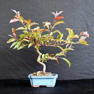 Japansk paradisæble, Malus Halliana