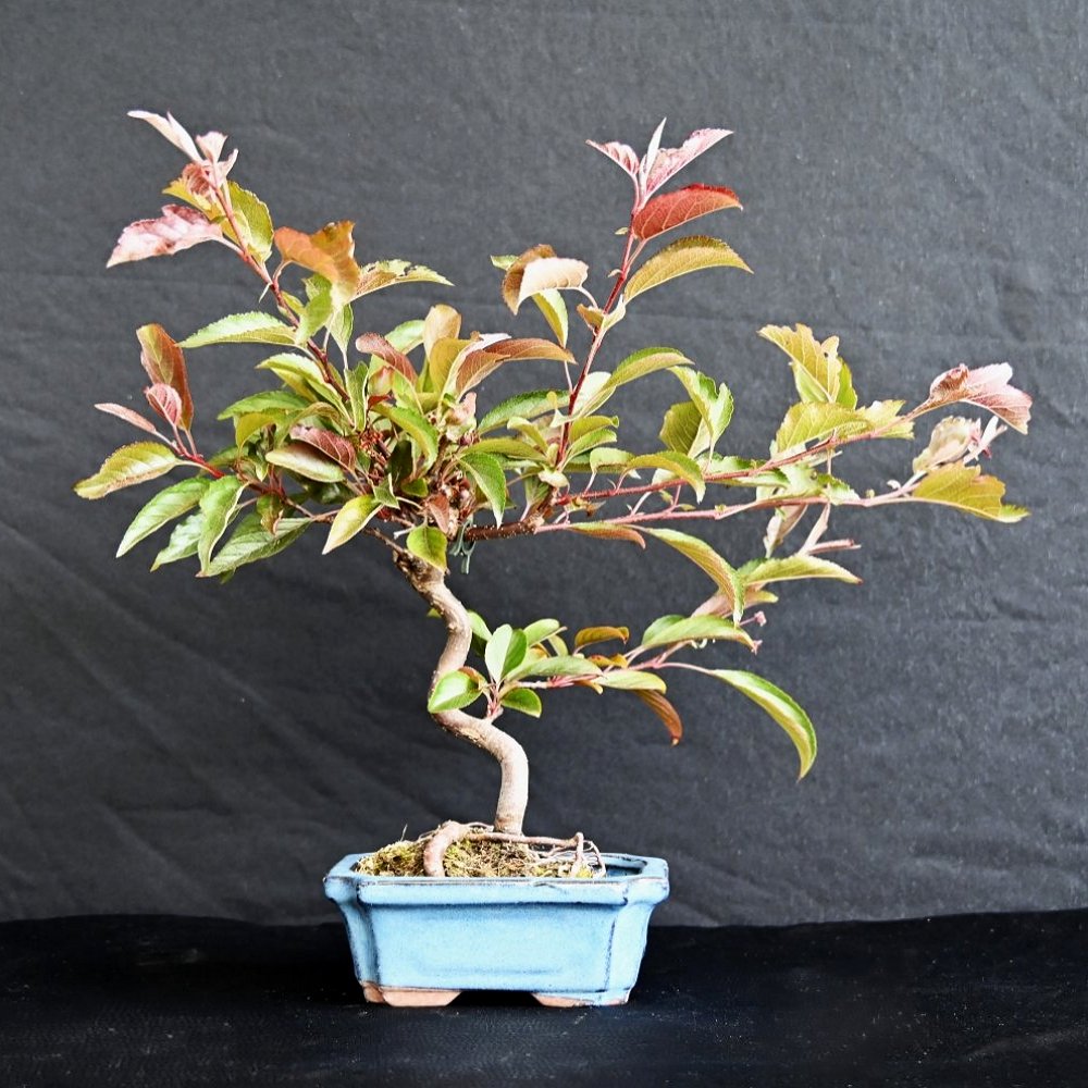 Japansk paradisæble, Malus Halliana