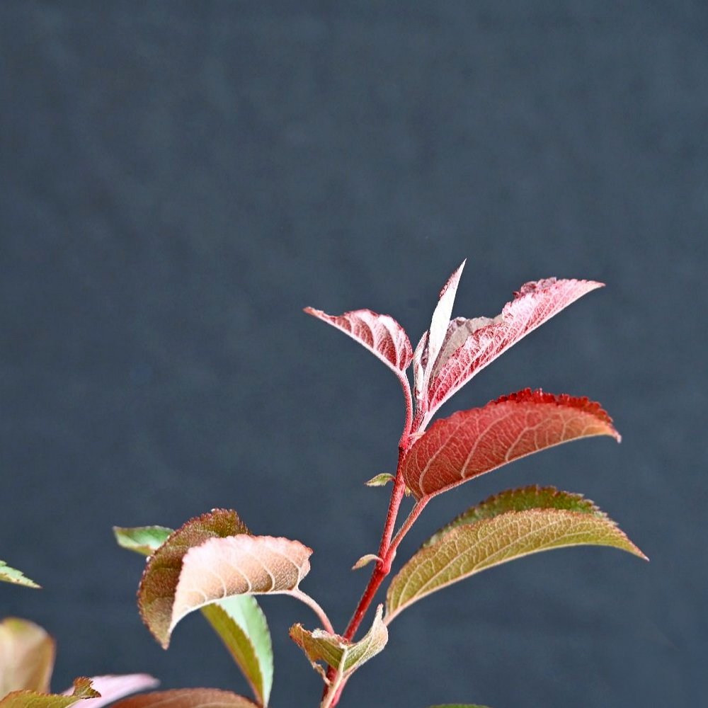 Japansk paradisæble, Malus Halliana - Billede 2