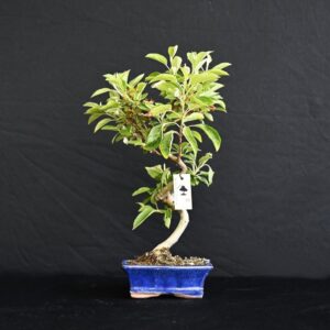 Japansk paradisæble, Malus Halliana