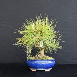 Japansk sortfyr, Pinus Thunbergii