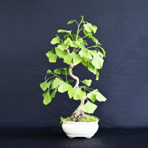 Tempeltræ, Ginkgo Biloba