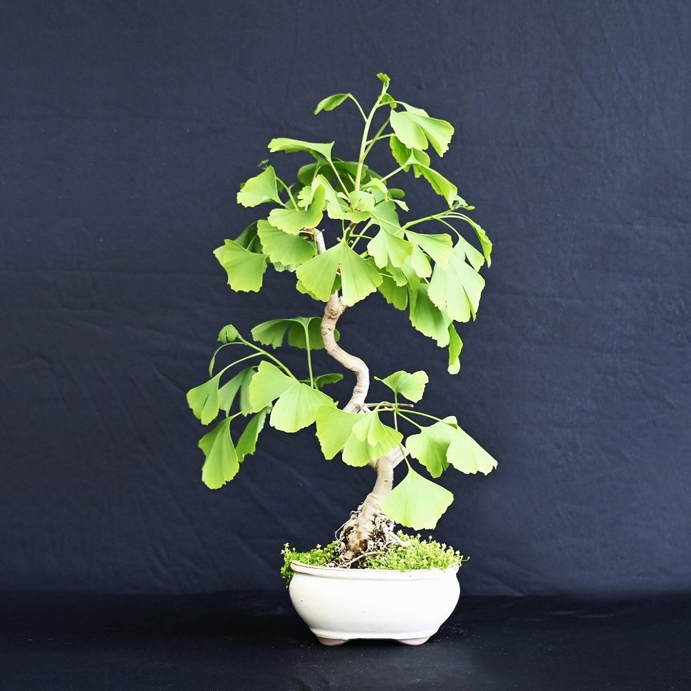 Tempeltræ, Ginkgo Biloba