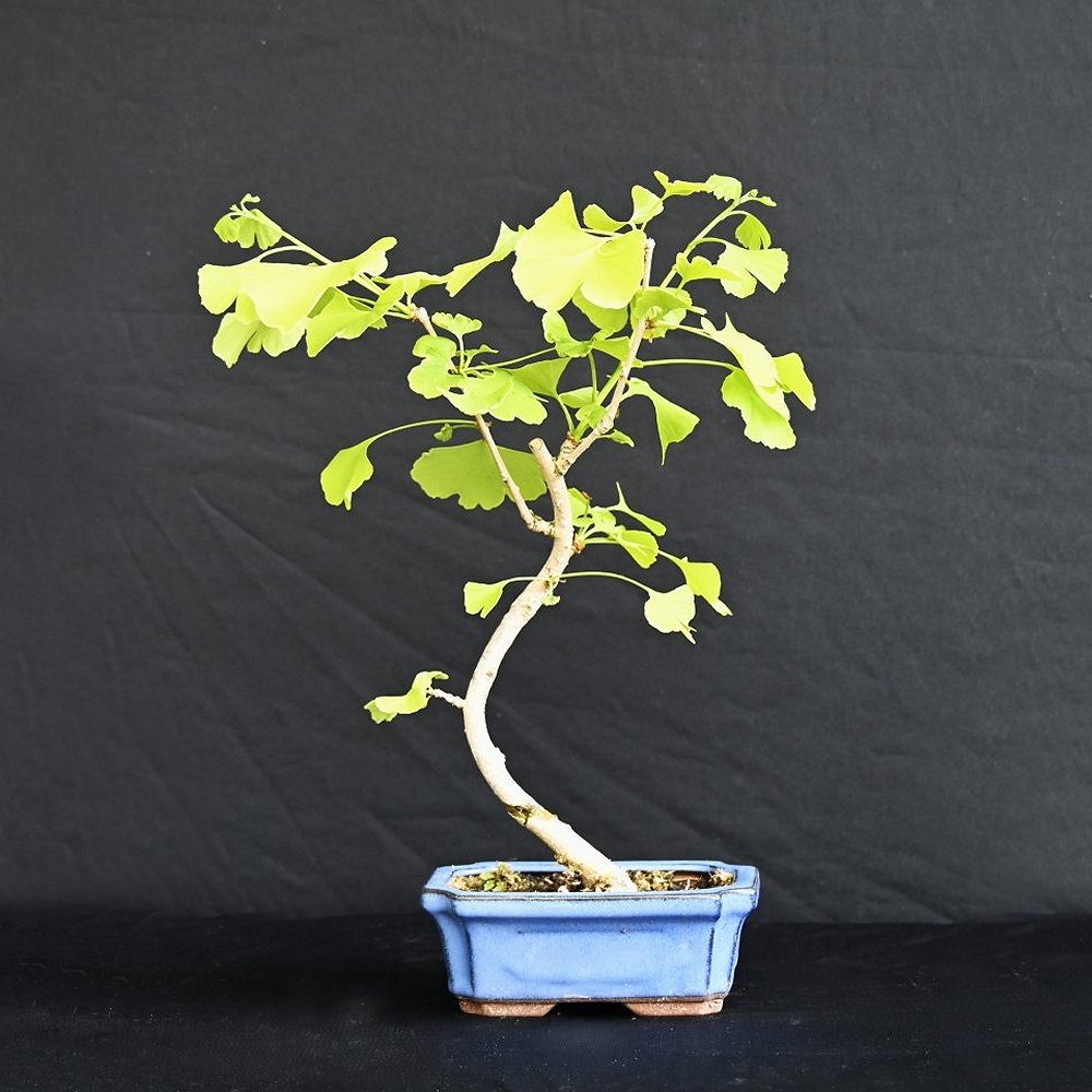 Tempeltræ, Ginkgo Biloba