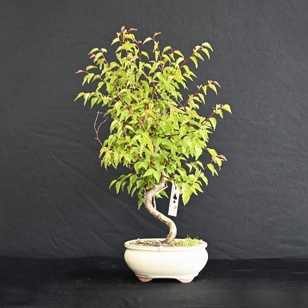 Japansk kirsebær - Prunus sp.