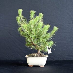 Aleppo fyr - Pinus Halepensis