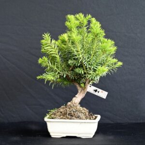 Taks, Taxus Media