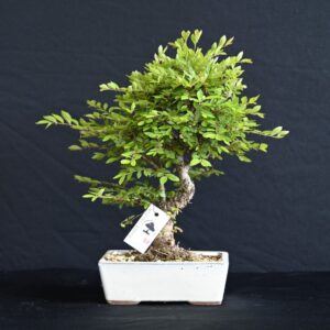 Kinesisk elm, Ulmus Parviflora