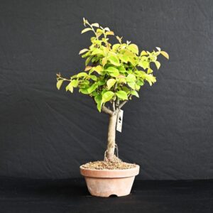 Kinesisk kvæde - Pseudocydonia Sinensis