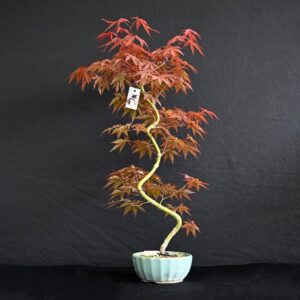Japansk ahorn - Acer Palmatum, var. Kyou no mai