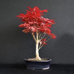 Japansk ahorn rød, Acer Palmatum