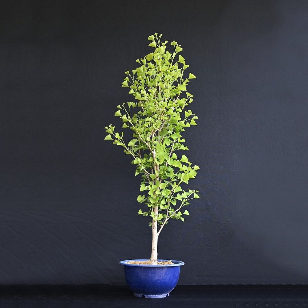 Tempeltræ, Ginkgo Biloba
