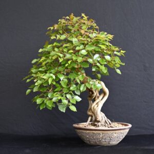 Koreansk avnbøg - Carpinus Turczaninowii