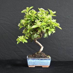 Kinesisk ildtorn, Pyracantha sp.