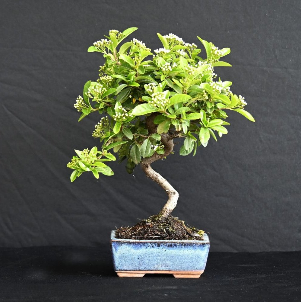 Kinesisk ildtorn, Pyracantha sp.