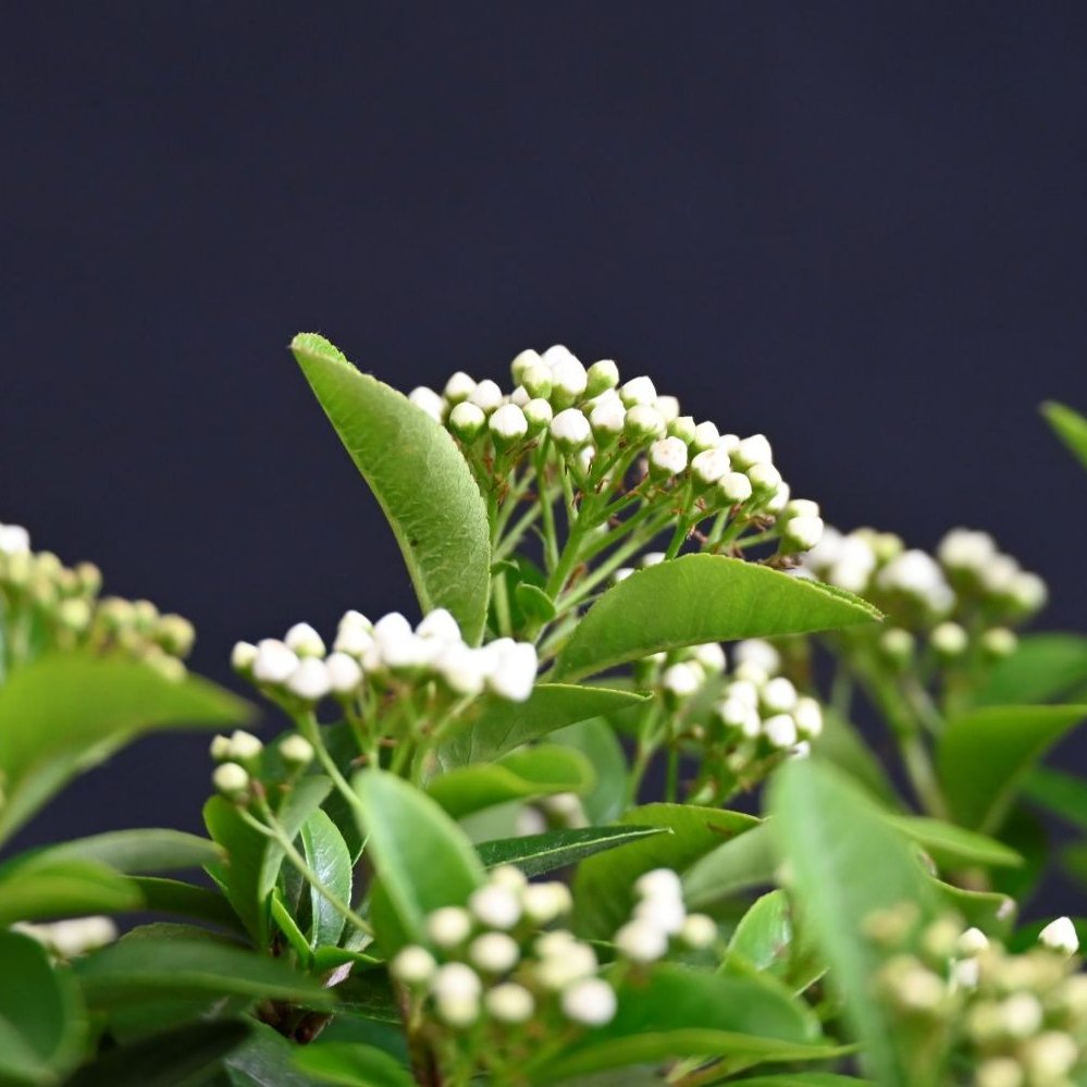 Kinesisk ildtorn, Pyracantha sp. - Billede 2