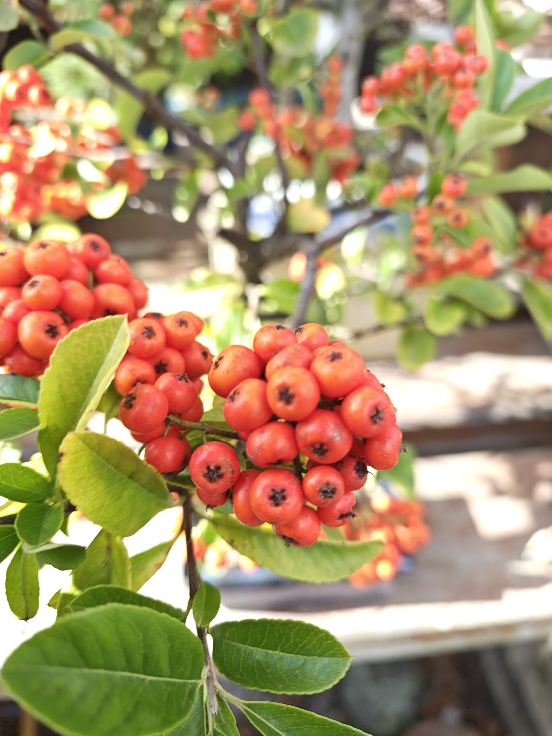 Kinesisk ildtorn, Pyracantha sp. - Billede 3