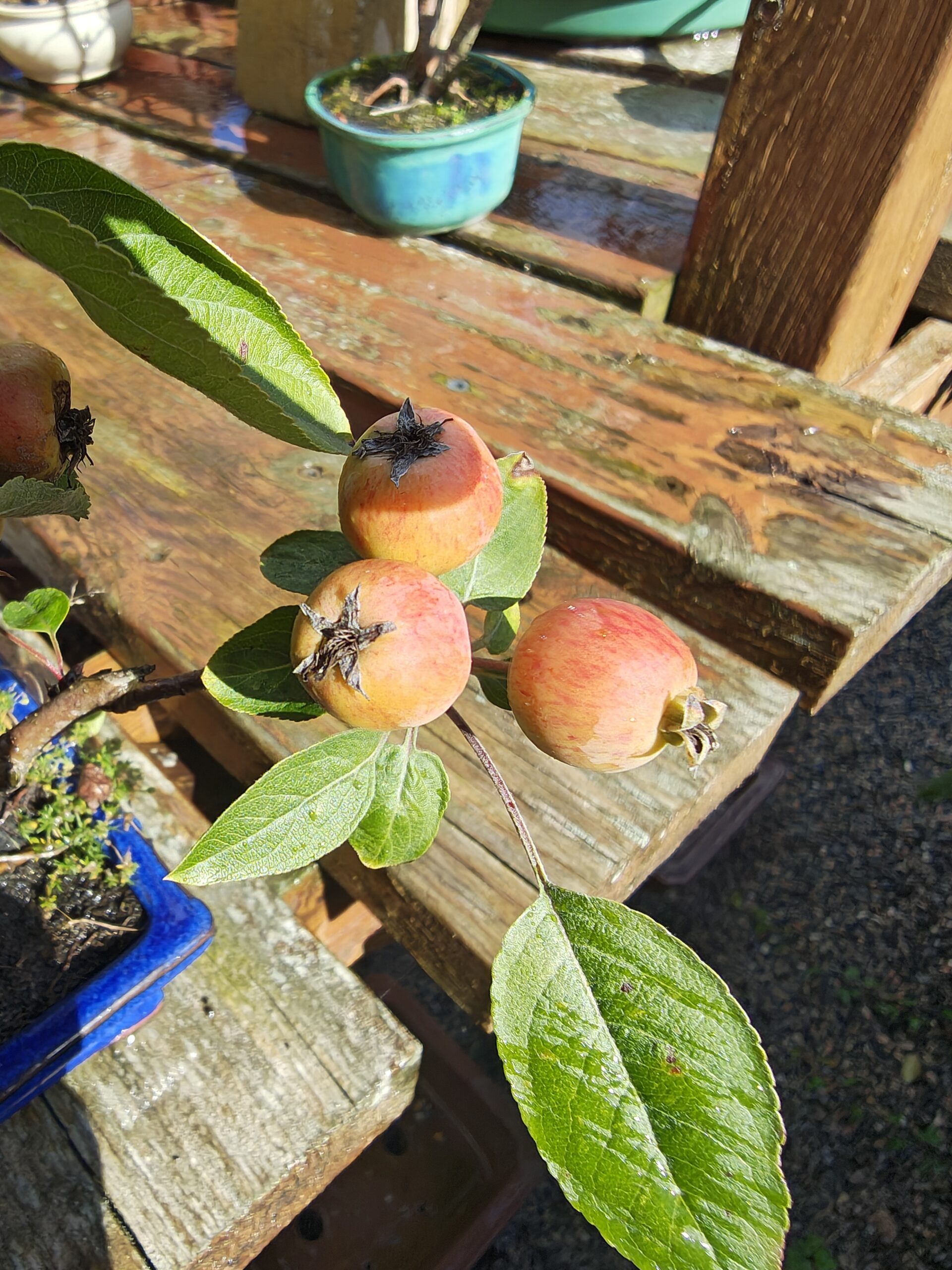 Japansk paradisæble, Malus Halliana - Billede 4