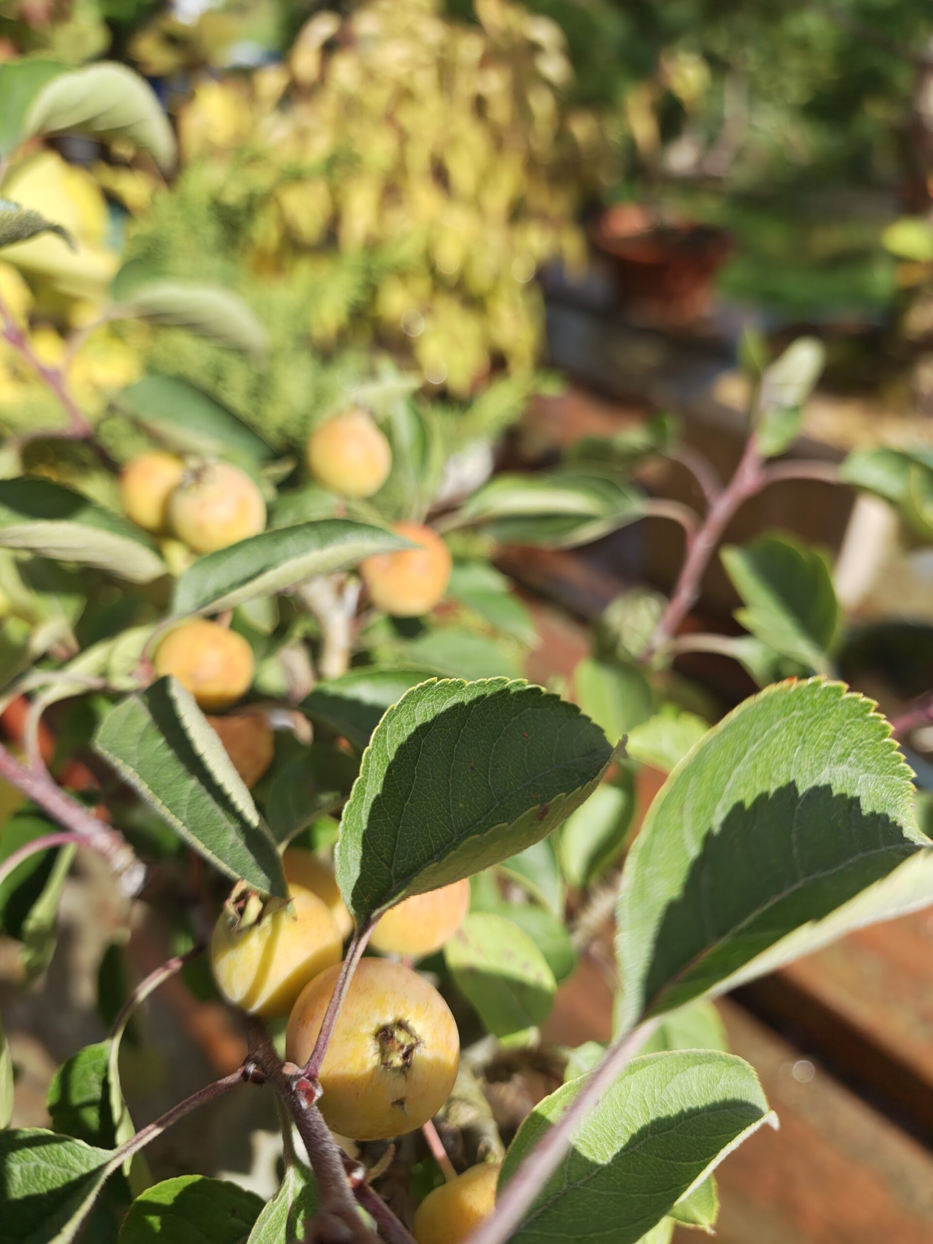 Japansk paradisæble, Malus Halliana - Billede 2