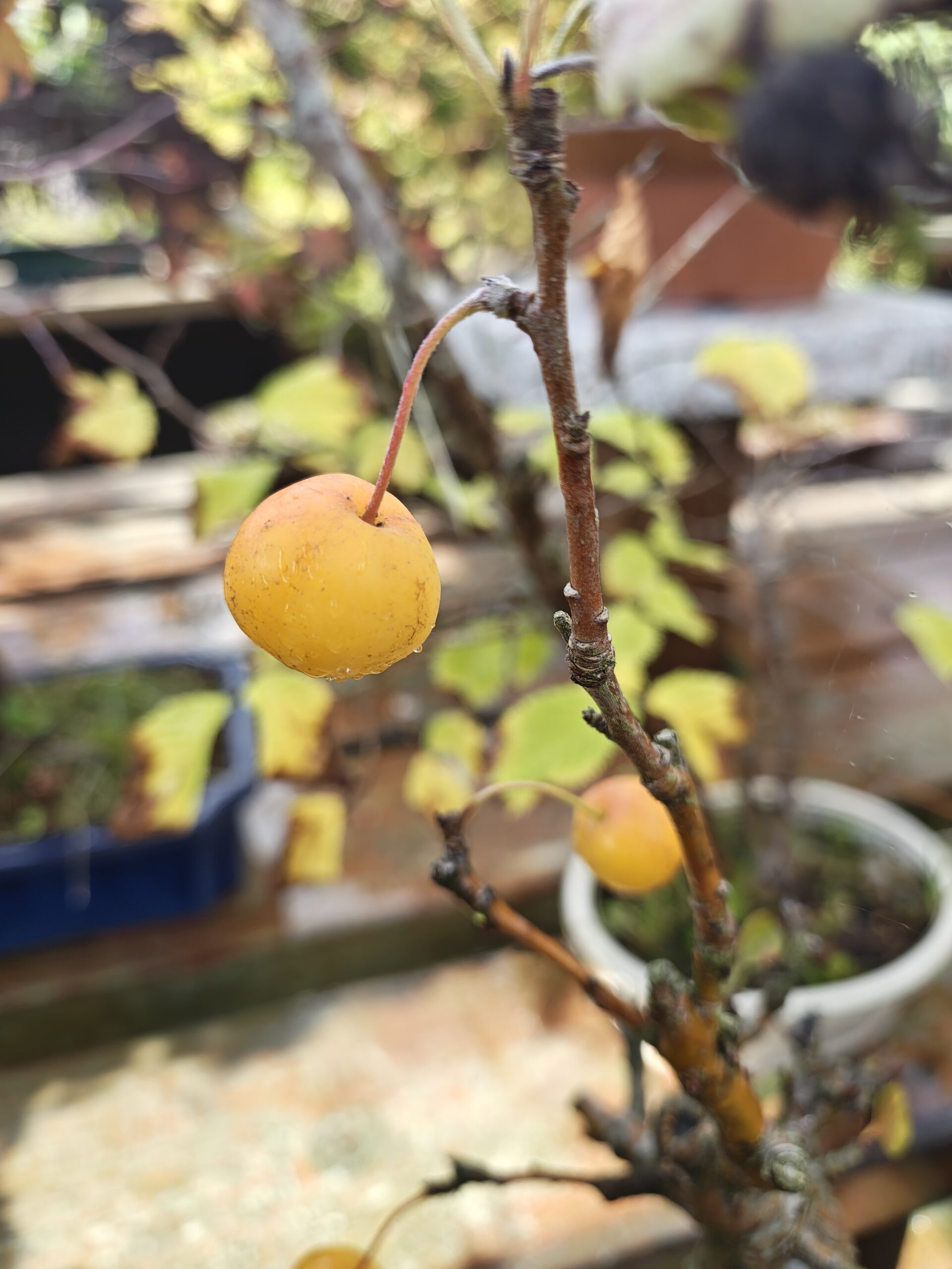 Japansk paradisæble, Malus Halliana - Billede 3