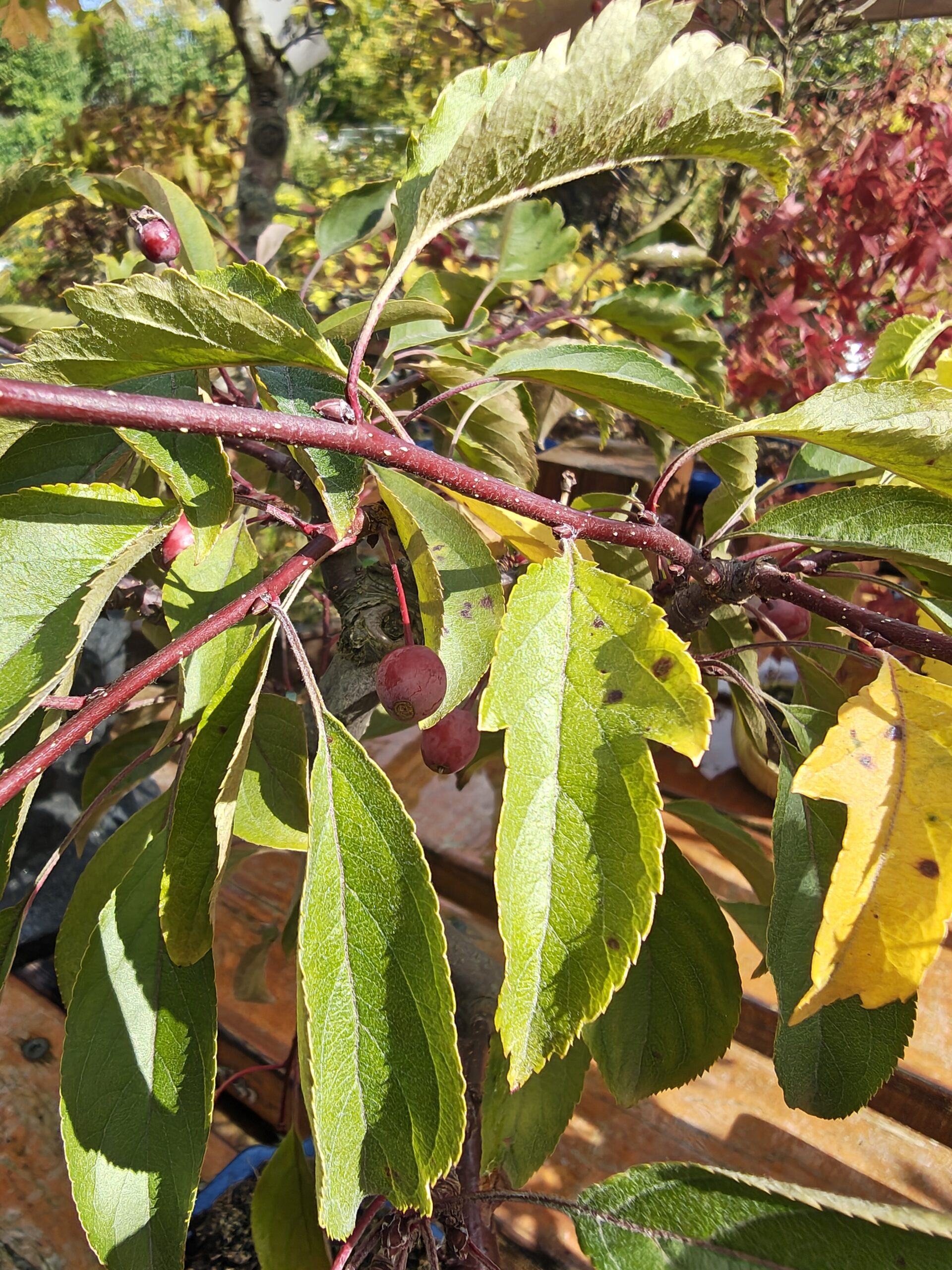 Japansk paradisæble, Malus Halliana - Billede 3
